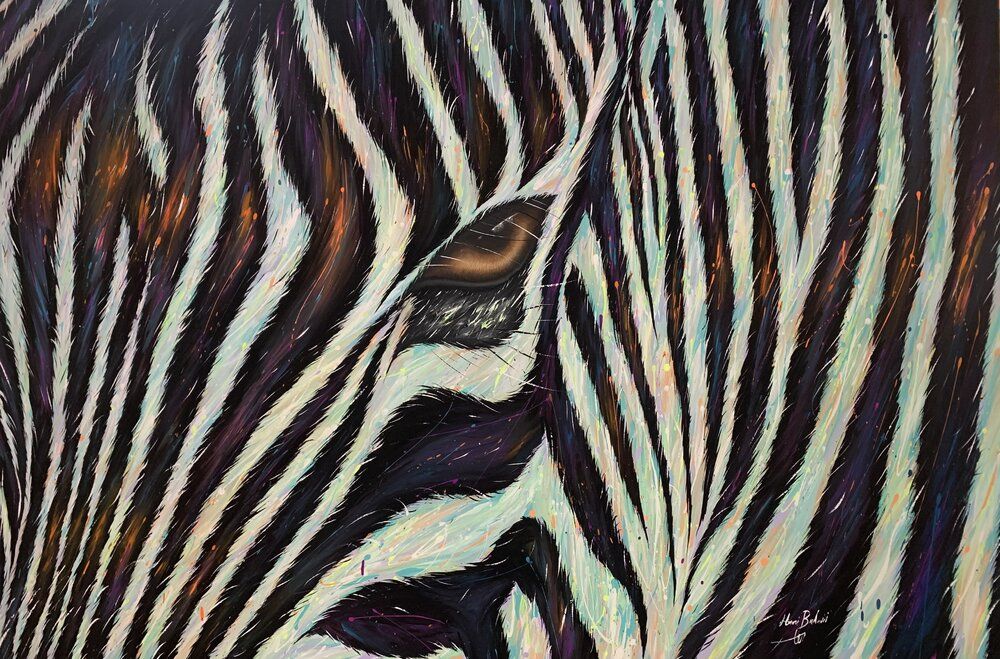 The deep gaze of the zebra